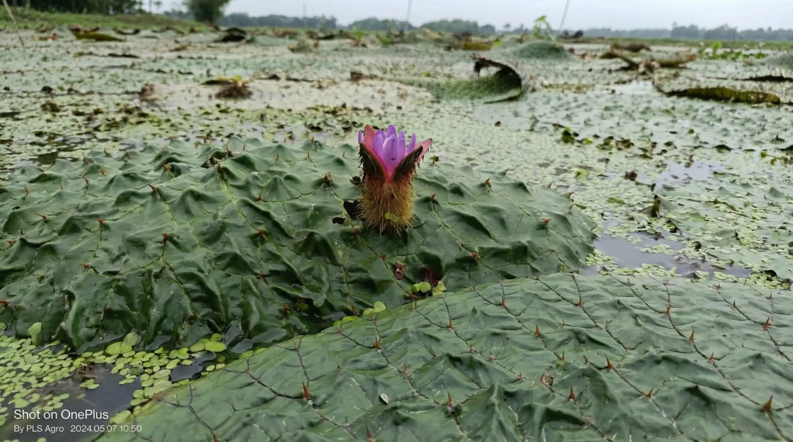 2026 Superfood Trends: Why Global Buyers are Switching to Bihar Makhana