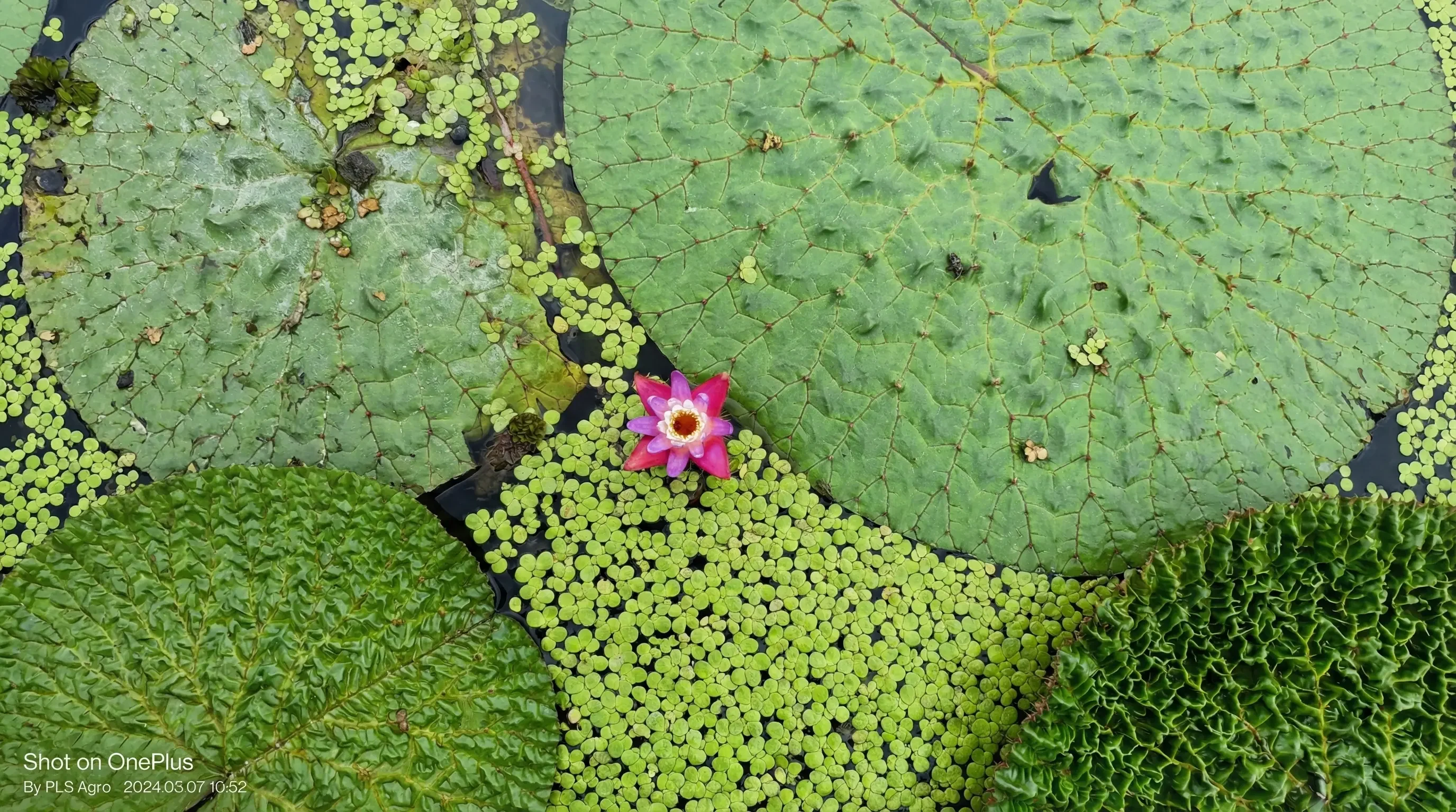 Why Katihar is the Global Heart of Premium Makhana Export