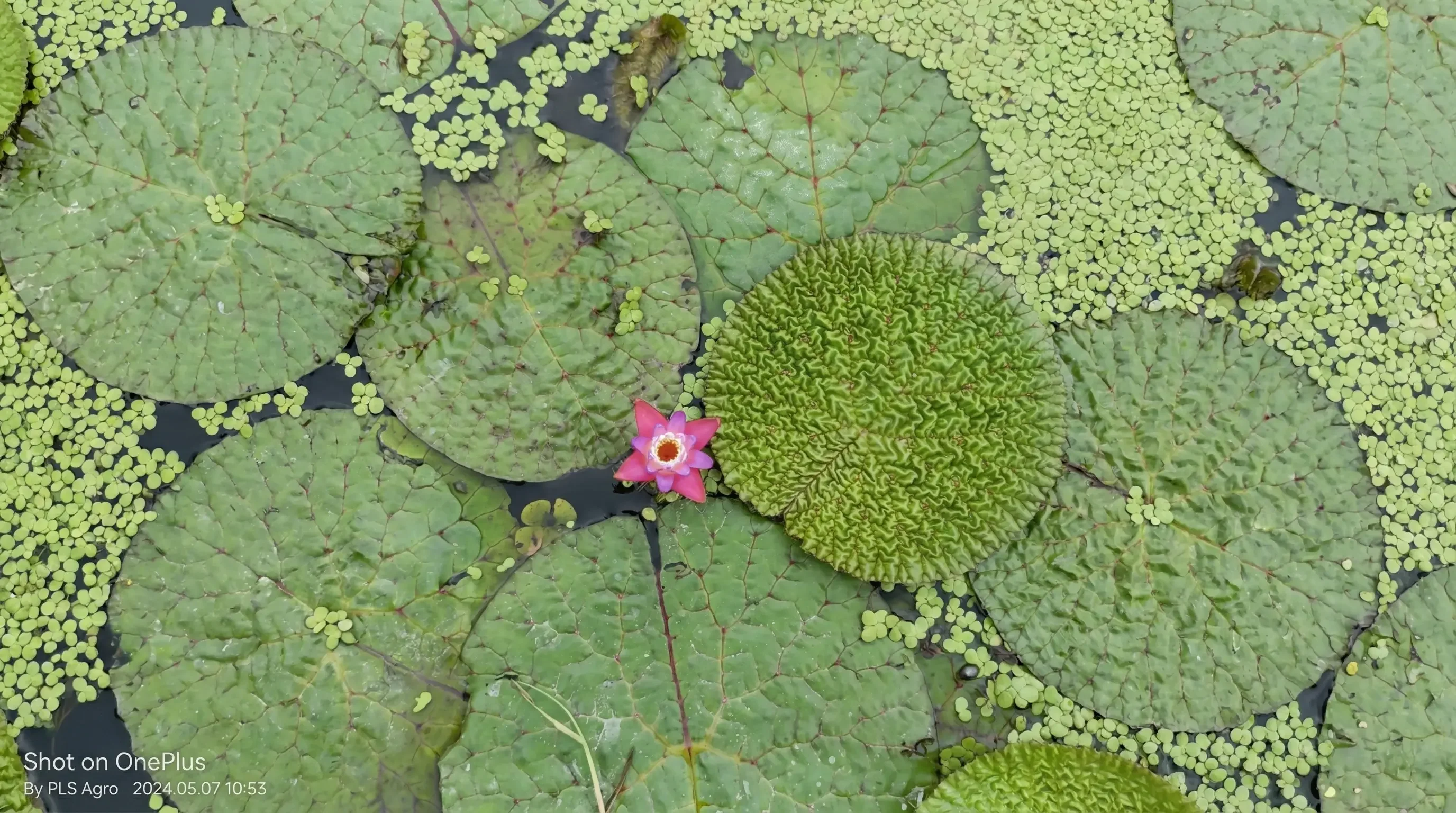 The Gold Standard of  Makhana Exports