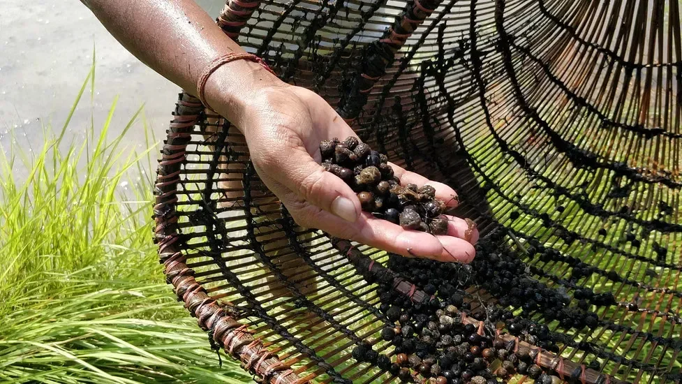 4+ Suta Makhana (Premium Medium Grade Fox Nuts)